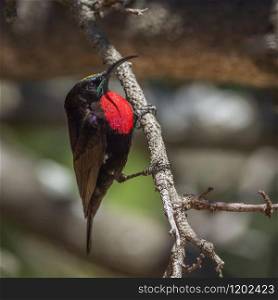 Specie Chalcomitra senegalensis family of Nectariniidae. Scarlet-chested Sunbird in Kruger National park, South Africa