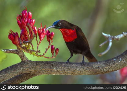 Specie Chalcomitra senegalensis family of Nectariniidae. Scarlet-chested Sunbird in Kruger National park, South Africa