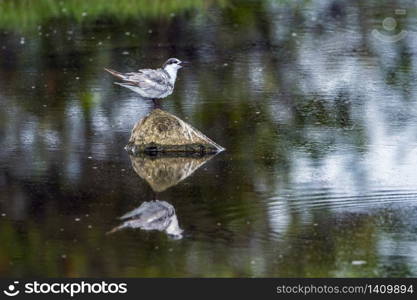 specie Chlidonias hybrida family of Laridae . Guifette moustac