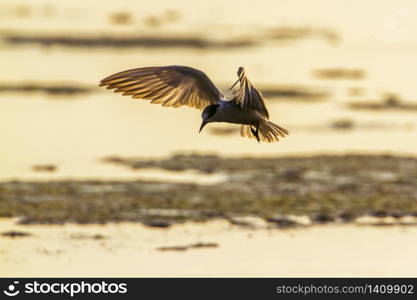 specie Chlidonias hybrida family of Laridae . Guifette moustac