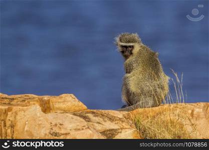 Specie Chlorocebus pygerythrus family of Cercopithecidae. Vervet monkey in Kruger National park, South Africa