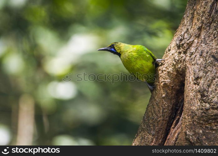 specie Chloropsis jerdoni family of Irenidae. Verdin de Jerdon