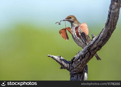 Specie Cinnyricinclus leucogaster family of Sturnidae. Violet-backed starling in Kruger National park, South Africa