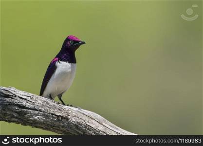 Specie Cinnyricinclus leucogaster family of Sturnidae. Violet-backed starling in Kruger National park, South Africa