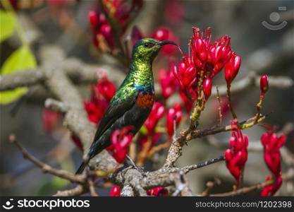 Specie Cinnyris mariquensis family of Nectariniidae. Mariqua Sunbird in Kruger National park, South Africa