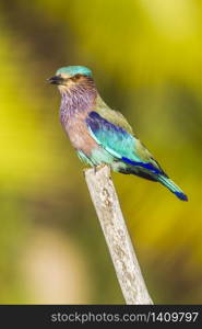 specie Coracias benghalensis family of Coraciidae . Rollier indien