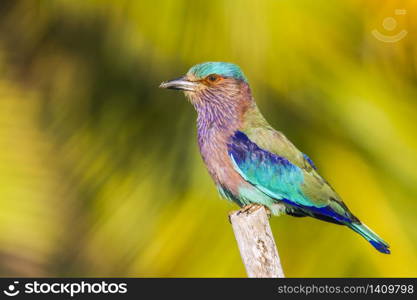 specie Coracias benghalensis family of Coraciidae . Rollier indien