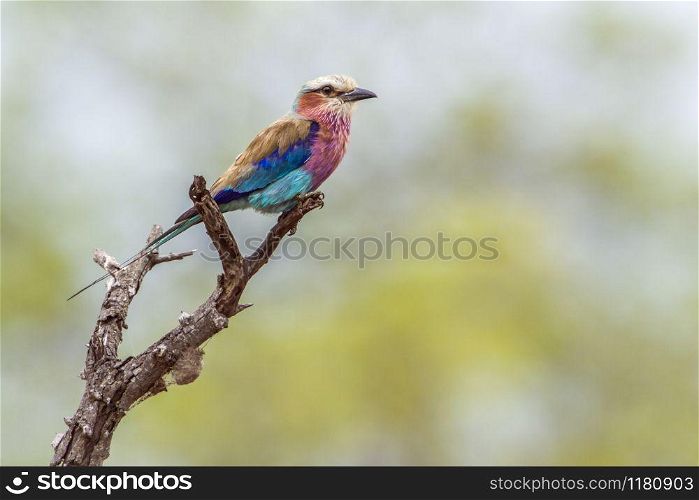 specie Coracias caudatus familly of Coraciidae. Lilac-breasted roller in Kruger National park, South Africa