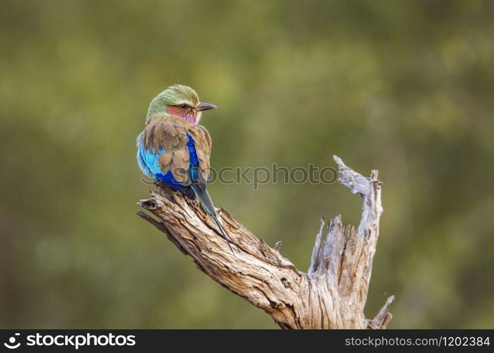 Specie Coracias caudatus family of Coraciidae. Lilac-breasted roller in Kruger National park, South Africa