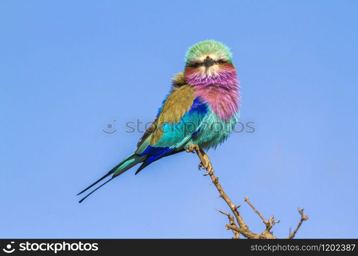 Specie Coracias caudatus family of Coraciidae. Lilac-breasted roller in Kruger National park, South Africa