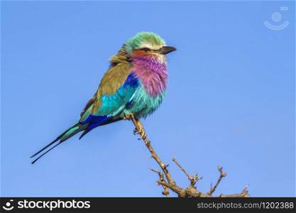 Specie Coracias caudatus family of Coraciidae. Lilac-breasted roller in Kruger National park, South Africa