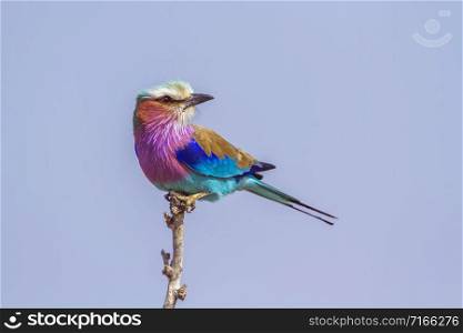 Specie Coracias caudatus family of Coraciidae. Lilac-breasted roller in Kruger National park, South Africa