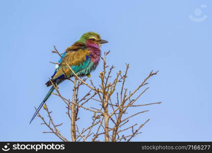 Specie Coracias caudatus family of Coraciidae. Lilac-breasted roller in Kruger National park, South Africa