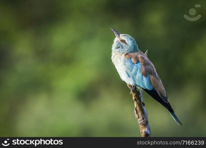 Specie Coracias garrulus family of Coraciidae. European Roller in Kruger National park, South Africa