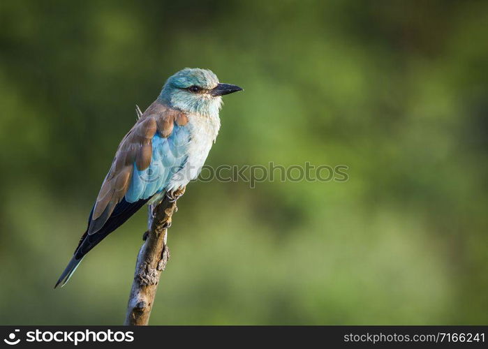 Specie Coracias garrulus family of Coraciidae. European Roller in Kruger National park, South Africa