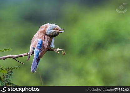 Specie Coracias garrulus family of Coraciidae. European Roller in Kruger National park, South Africa