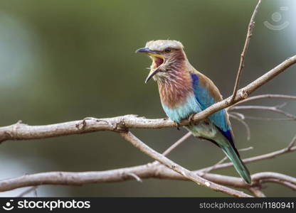 Specie Coracias naevius family of Coraciidae. Rufous-crowned Roller in Kruger National park, South Africa