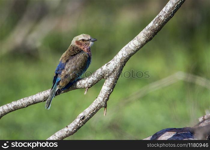 Specie Coracias naevius family of Coraciidae. Rufous-crowned Roller in Kruger National park, South Africa