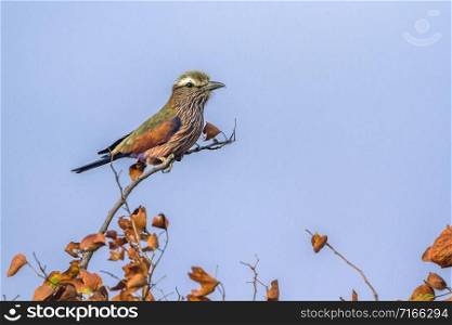 Specie Coracias naevius family of Coraciidae. Rufous-crowned Roller in Kruger National park, South Africa