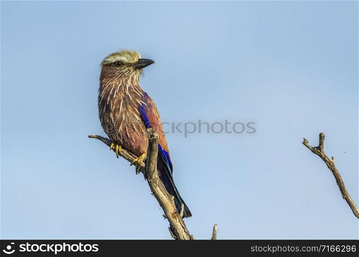 Specie Coracias naevius family of Coraciidae. Rufous crowned Roller in Kruger National park, South Africa