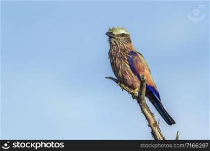 Specie Coracias naevius family of Coraciidae. Rufous crowned Roller in Kruger National park, South Africa