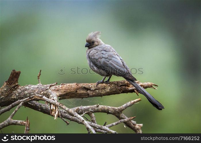 Specie Corythaixoides concolor family of Musophagidae. Grey go away bird in Kruger National park, South Africa