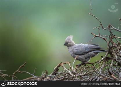Specie Corythaixoides concolor family of Musophagidae. Grey go away bird in Kruger National park, South Africa