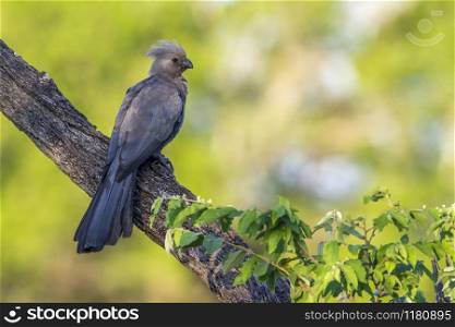 Specie Corythaixoides concolor family of Musophagidae. Grey go-away bird in Kruger National park, South Africa