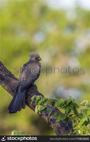 Specie Corythaixoides concolor family of Musophagidae. Grey go-away bird in Kruger National park, South Africa