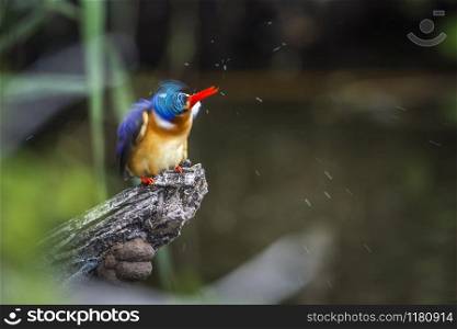 Specie Corythornis cristatus family of Alcedinidae. Malachite kingfisher in Kruger National park, South Africa