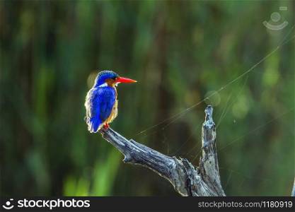 Specie Corythornis cristatus family of Alcedinidae. Malachite kingfisher in Kruger National park, South Africa