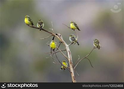Specie Crithagra mozambica family of Fringillidae. Yellow-fronted Canary in Kruger National park, South Africa