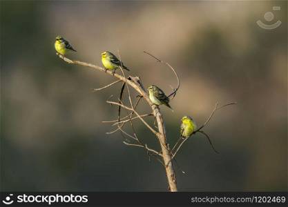 Specie Crithagra mozambica family of Fringillidae. Yellow-fronted Canary in Kruger National park, South Africa