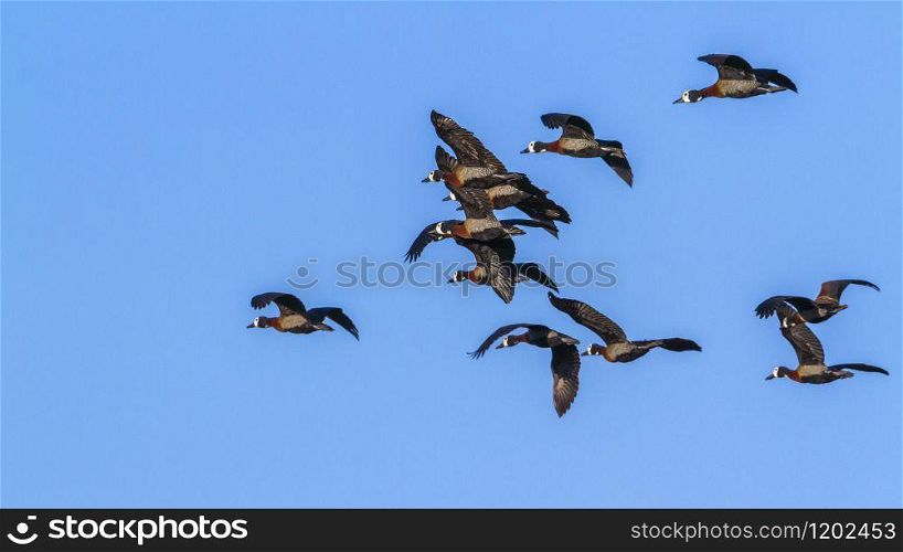Specie Dendrocygna viduata family of Anatidae. White-faced Whistling-Duck in Kruger National park, South Africa