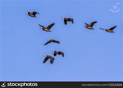 Specie Dendrocygna viduata family of Anatidae. White-faced Whistling-Duck in Kruger National park, South Africa