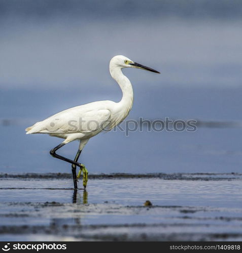 specie Egretta garzetta family of Ardeidae . Aigrette garzette