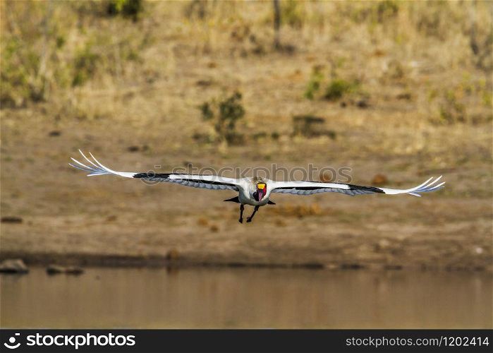 Specie Ephippiorhynchus senegalensis family of Ciconiidae. Saddle-billed stork in Kruger National park, South Africa
