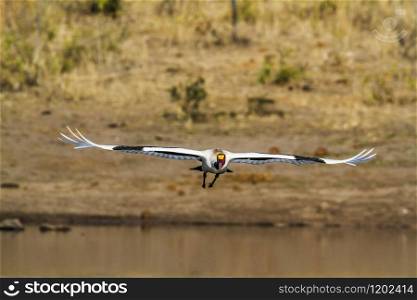 Specie Ephippiorhynchus senegalensis family of Ciconiidae. Saddle-billed stork in Kruger National park, South Africa