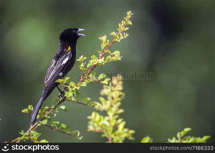 Specie Euplectes albonotatus family of Ploceidae. White winged Widowbird in Kruger National park, South Africa