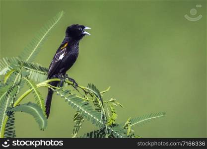 Specie Euplectes albonotatus family of Ploceidae. White winged Widowbird in Kruger National park, South Africa