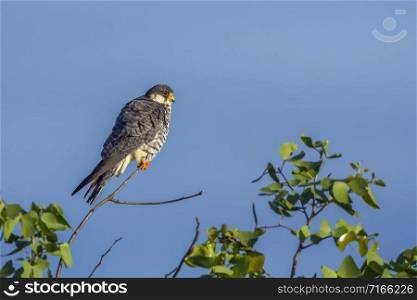 Specie Falco amurensis family of Falconidae. Amur Falcon in Kruger National park, South Africa