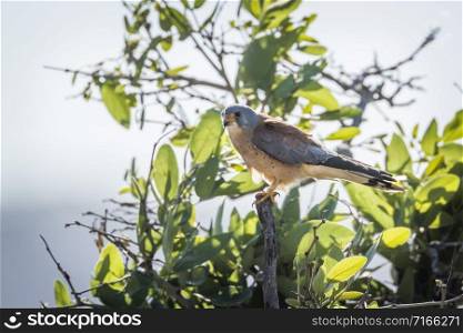 Specie Falco naumanni family of Falconidae. Lesser Kestrel in Kruger National park, South Africa