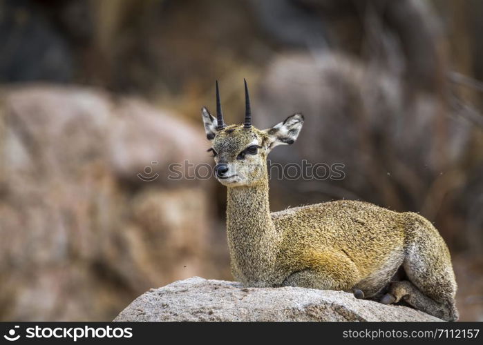 ; Specie family of . in Kruger National park, South Africa