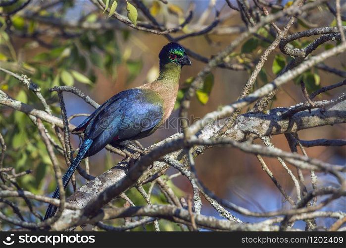 Specie Gallirex porphyreolophus family of Musophagidae. Purple-crested Turaco in Kruger National park, South Africa