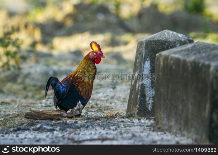 specie Gallus lafayetii family of Phasianidae . Coq de Lafayette