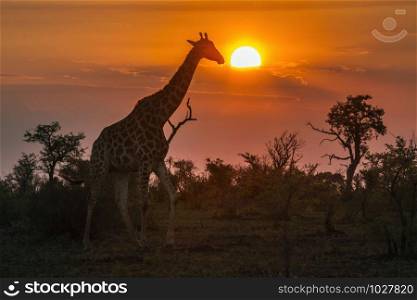 Specie Giraffa camelopardalis family of Giraffidae. Giraffe in Kruger National park, South Africa