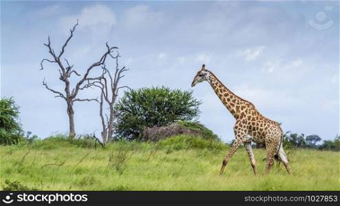 Specie Giraffa camelopardalis family of Giraffidae. Giraffe in Kruger National park, South Africa