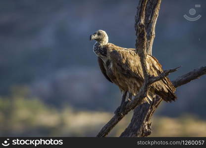 Specie Gyps africanus family of Accipitridae. White backed Vulture in Kruger National park, South Africa