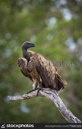 Specie Gyps africanus family of Accipitridae. White-backed Vulture in Kruger National park, South Africa