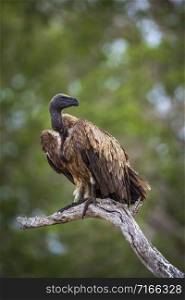 Specie Gyps africanus family of Accipitridae. White-backed Vulture in Kruger National park, South Africa